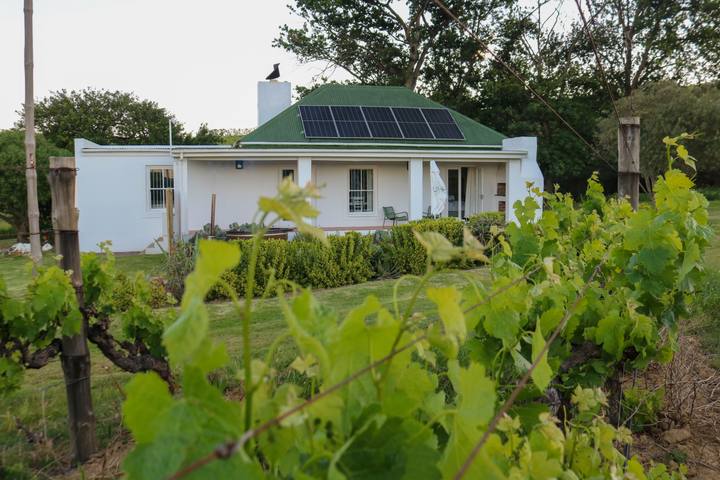 The cottage behind the vines