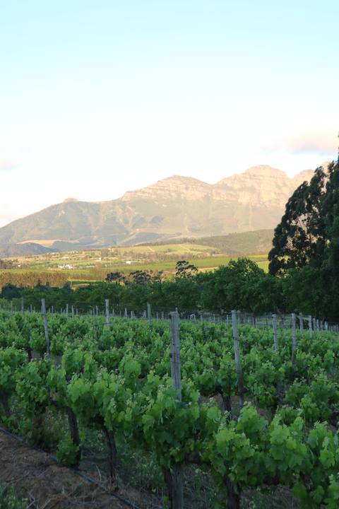 Vineyard rows with mountains in the evening light
