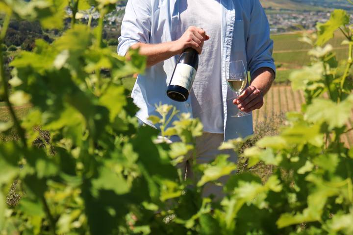 Wine being poured among the vine leaves