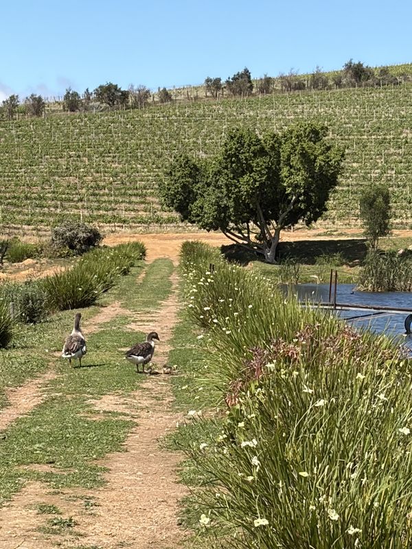 Two geese on a grass path beside the vineyard