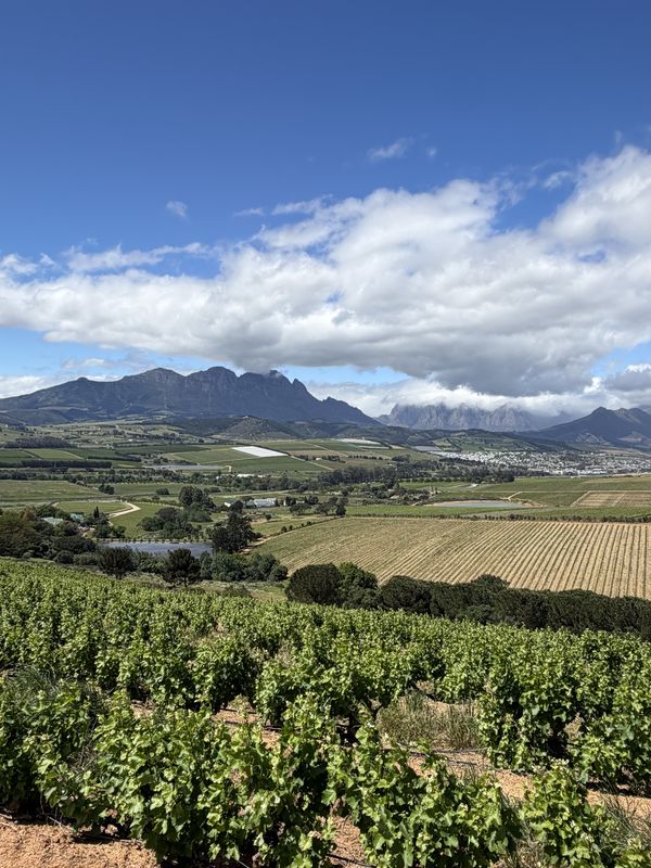 Vineyard rows with mountains and a big sky behind